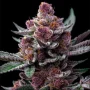 Семена конопли Candy Pack от Barney's Farm